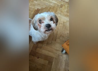 Gretchen, klein, süß, sucht kuscheliges Zuhause