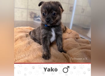 YAKO ❤  wartet in 26419 Schortens