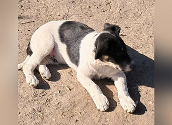 Vidar, kleiner Hundemann sucht sein Körbchen