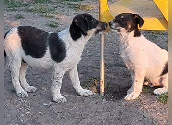 Vidar, kleiner Hundemann sucht sein Körbchen