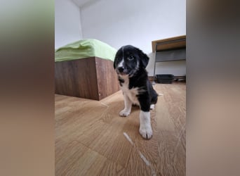 Toffy, kleines Hundemädchen sucht liebevolle Hände