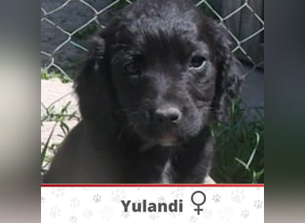 YULANDI ❤ EILIG! sucht Zuhause oder Pflegestelle