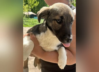 Anton, zuckersüßer, kleiner Hundemann sucht sein Körbchen