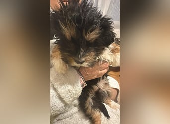 Ubbo, kleiner Wuschel sucht warmes Körbchen