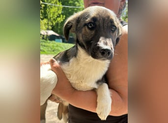 Anton, zuckersüßer, kleiner Hundemann sucht sein Körbchen