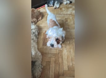 Gretchen, klein, süß, sucht kuscheliges Zuhause