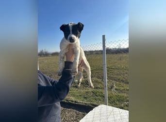 Xia, klein, verschmust, liebenswert sucht ihr Körbchen