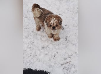 Fulgi, kleiner Senior sucht ruhiges Plätzchen