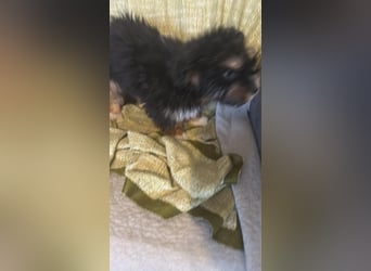 Ubbo, kleiner Wuschel sucht warmes Körbchen