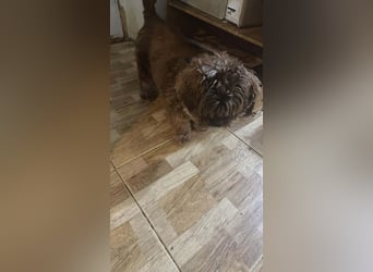 Maja, kleine Wuschelhündin sucht ihr Körbchen