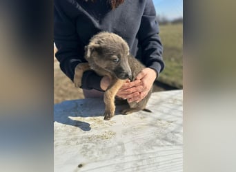 Xerox, süßer geht fast nicht