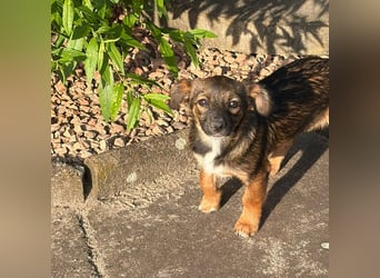 Süße Leni(4 Mon, 25 cm, kleinbleibend)sucht Kuschelflat