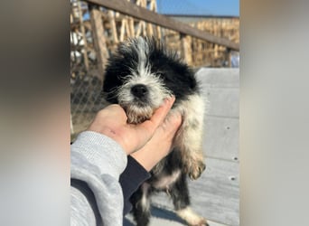 Xoel, kleiner hübscher Hundemann sucht sein Körbchen