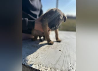 Xerox, süßer geht fast nicht