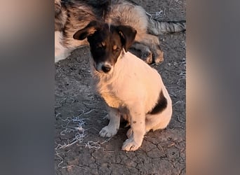 Vidar, kleiner Hundemann sucht sein Körbchen