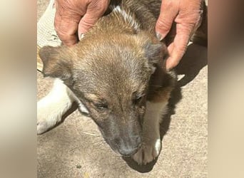 Anton, zuckersüßer, kleiner Hundemann sucht sein Körbchen