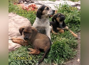 YARRAN ❤ EILIG!  sucht Zuhause oder Pflegestelle