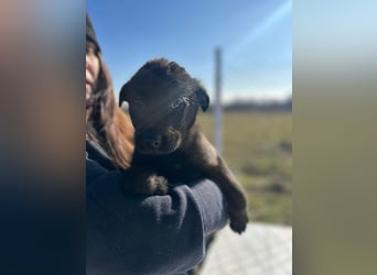 Xaver, kleiner, schnuckeliger Hundebub sucht liebevolles Zuhause