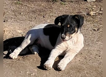 Vidar, kleiner Hundemann sucht sein Körbchen
