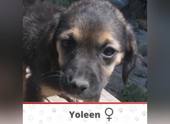 YOLEEN❤ EILIG! sucht Zuhause oder Pflegestelle