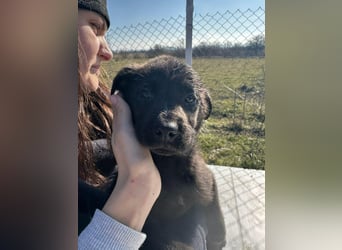 Xaver, kleiner, schnuckeliger Hundebub sucht liebevolles Zuhause