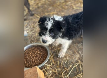 Xoel, kleiner hübscher Hundemann sucht sein Körbchen