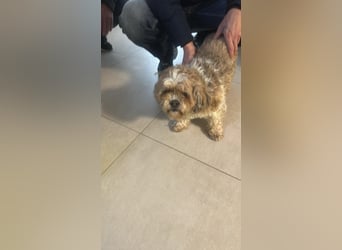 Fulgi, kleiner Senior sucht ruhiges Plätzchen