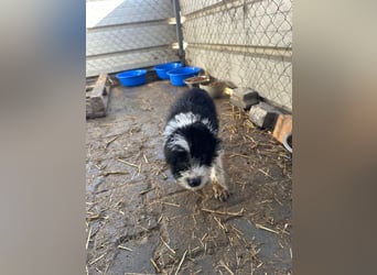 Xoel, kleiner hübscher Hundemann sucht sein Körbchen