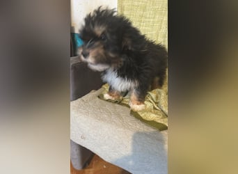 Ubbo, kleiner Wuschel sucht warmes Körbchen