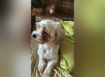 Gretchen, klein, süß, sucht kuscheliges Zuhause