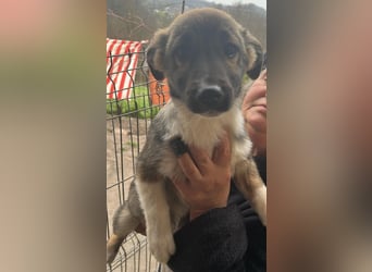 Anton, zuckersüßer, kleiner Hundemann sucht sein Körbchen