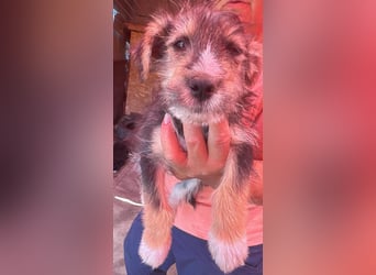 Eddi, kleiner Hundemann auf der Suche nach dem Glück