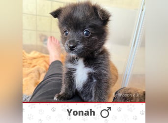 YONAH ❤  wartet in 26419 Schortens