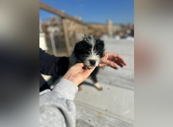 Xoel, kleiner hübscher Hundemann sucht sein Körbchen