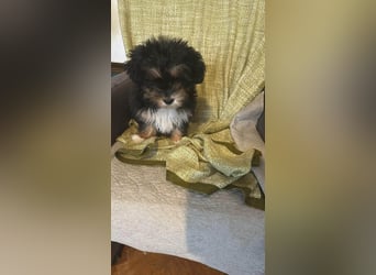 Ubbo, kleiner Wuschel sucht warmes Körbchen