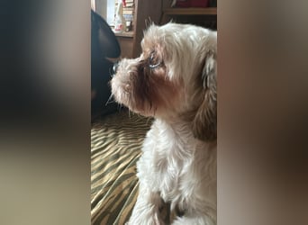 Gretchen, klein, süß, sucht kuscheliges Zuhause