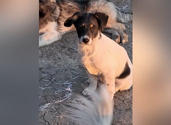 Vidar, kleiner Hundemann sucht sein Körbchen