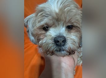 Fulgi, kleiner Senior sucht ruhiges Plätzchen