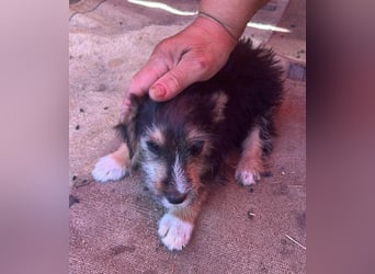 Eddi, kleiner Hundemann auf der Suche nach dem Glück