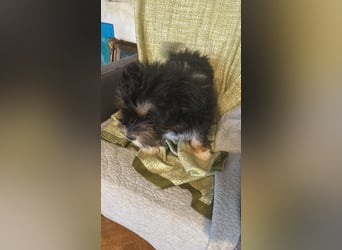 Ubbo, kleiner Wuschel sucht warmes Körbchen