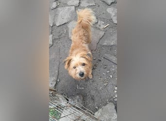 Mogli, kleiner Wuschel sucht sein Zuhause für immer