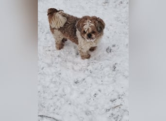 Fulgi, kleiner Senior sucht ruhiges Plätzchen