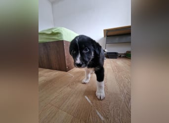 Toffy, kleines Hundemädchen sucht liebevolle Hände