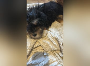 Ubbo, kleiner Wuschel sucht warmes Körbchen