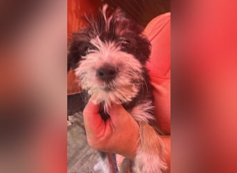 Emmi, kleines Hundemädchen sucht liebevolle Hände