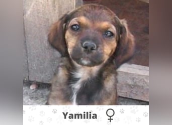 YAMILIA❤ EILIG! sucht Zuhause oder Pflegestelle