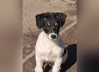 Vidar, kleiner Hundemann sucht sein Körbchen