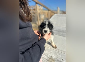 Xoel, kleiner hübscher Hundemann sucht sein Körbchen