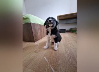 Toffy, kleines Hundemädchen sucht liebevolle Hände