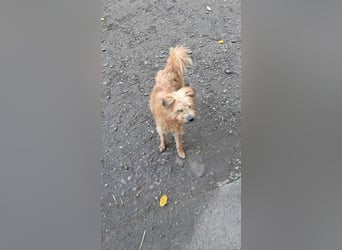 Mogli, kleiner Wuschel sucht sein Zuhause für immer